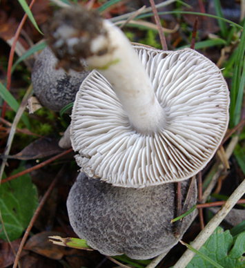 Tutti tricoloma terreum?